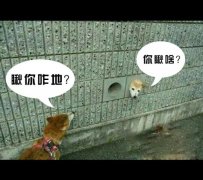 狗狗搞笑图文
