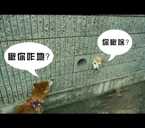 狗狗搞笑图文 狗狗搞笑图文