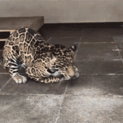 豹子：哎呀呀，我的饭碗