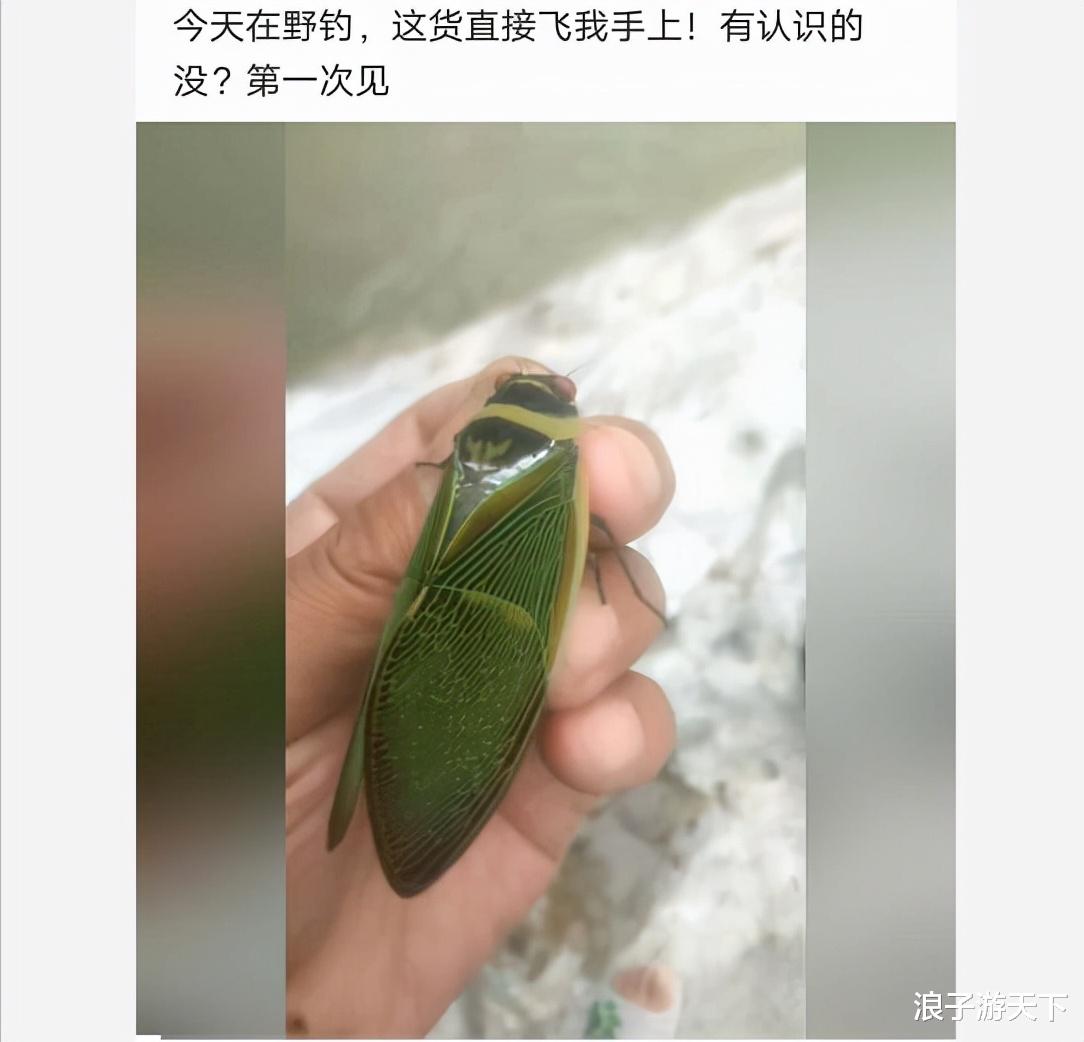 “钓鱼的时候飞到我手上的，第一次见，有知道这是什么的吗？”