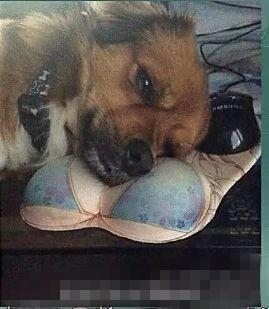 单身狗的福利~ 单身狗的福利~