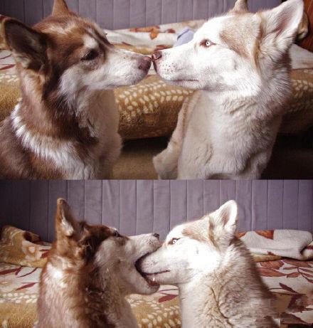 这激情的热吻～