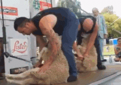 求这只羊的心里阴影面积