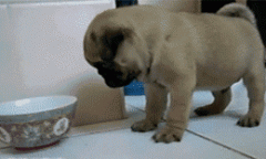 我去，我狗粮呢