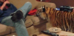 这只大猫真是粘人 这只大猫真是粘人