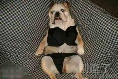 史上最性感狗狗爆笑来袭