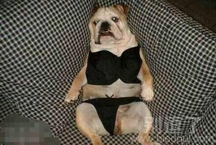 史上最性感狗狗爆笑来袭 史上最性感狗狗爆笑来袭