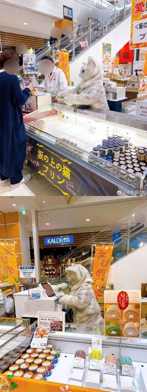 超市发现大猫社畜，挣点猫粮不容易啊。
