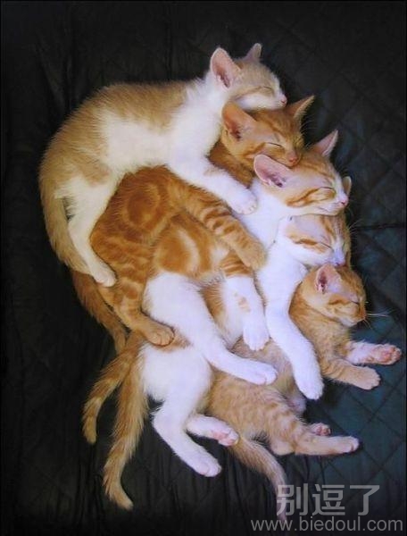 猫咪叠罗汉5Ping 猫咪叠罗汉5Ping