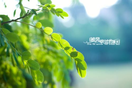 刮风自己在屋心情的说说 关于风的句子说说 刮风自己在屋心情的说说 关于风的句子说说