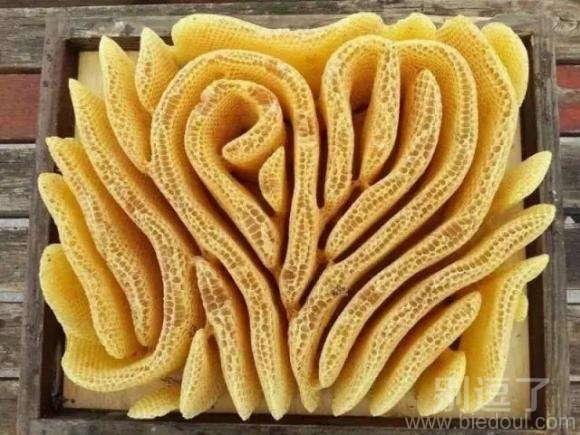 美出新境界的蜂巢 美出新境界的蜂巢