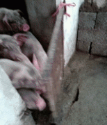 小猪猪们要开饭喽 小猪猪们要开饭喽