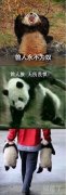 曾经它是王者，后来饲养员来了