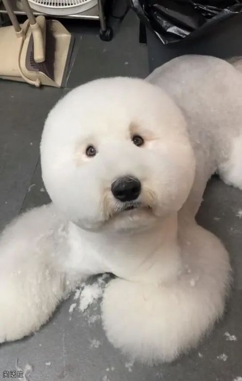 剪得真圆 剪得真圆