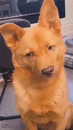 狗都看不下去了