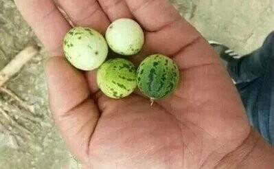 今天去买西瓜 今天去买西瓜