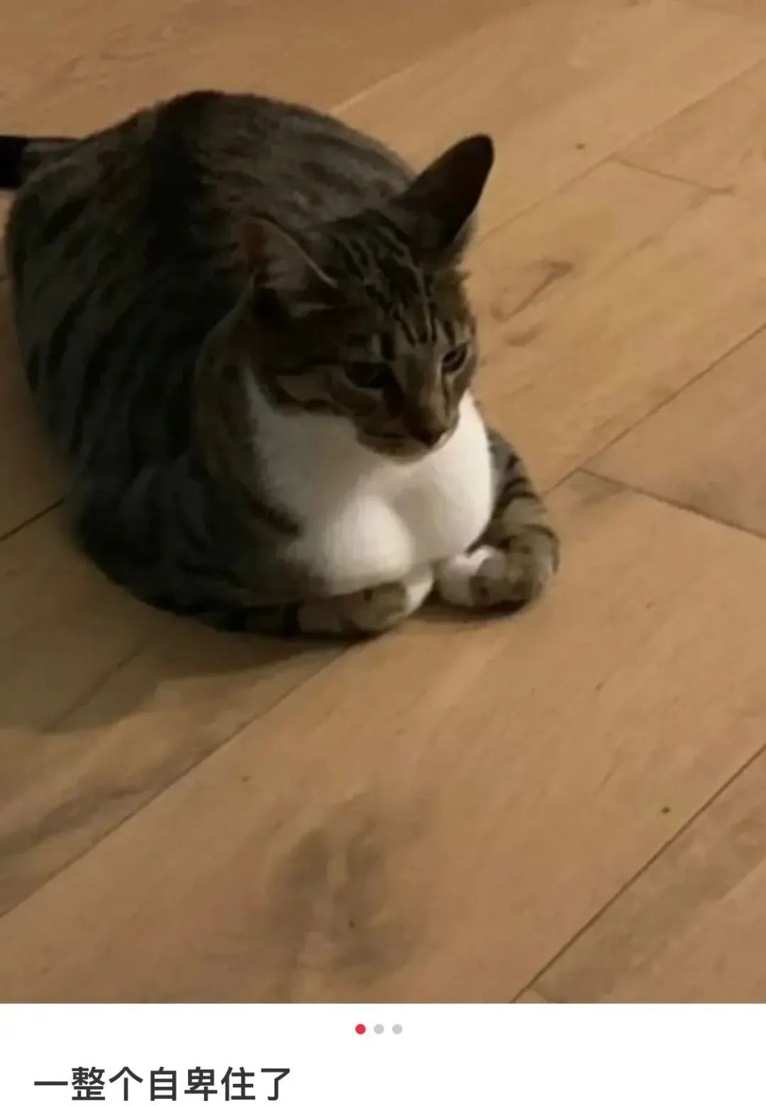 轻松一刻:谁能想到,我竟然会羡慕一只猫 轻松一刻:谁能想到,我竟然会羡慕一只猫