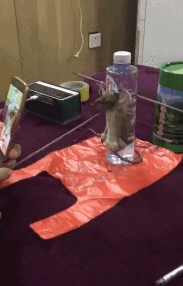 轻松一刻:谁能想到,我竟然会羡慕一只猫 轻松一刻:谁能想到,我竟然会羡慕一只猫