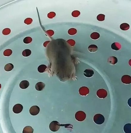轻松一刻:谁能想到,我竟然会羡慕一只猫 轻松一刻:谁能想到,我竟然会羡慕一只猫