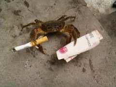 螃蟹大哥要混江湖了么