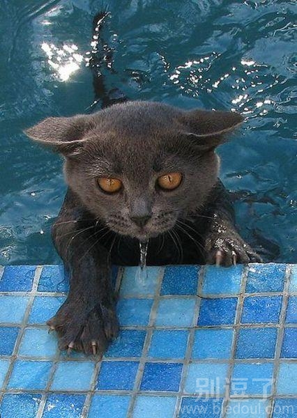 刚才谁推我来着,游泳去不 刚才谁推我来着,游泳去不