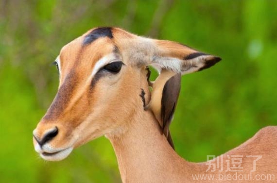 悄悄给你说....你家人。。。 悄悄给你说....你家人。。。