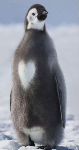 我的中国心,好看的企鹅 我的中国心,好看的企鹅