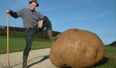 这么大的土豆你见过吗