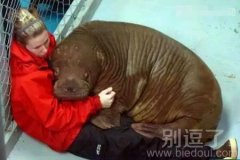 这只小海象不是见到了什么怪兽