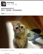 其实主子只是担心没人铲屎喂饭了