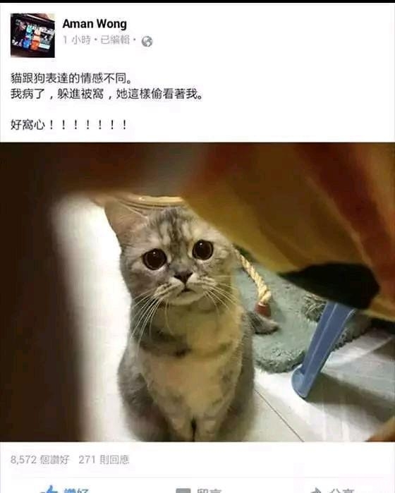 其实主子只是担心没人铲屎喂饭了
