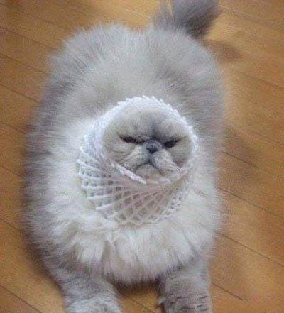 让我做什么都可以 让我做什么都可以