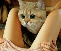 一个有趣的小猫。