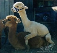 爱爱神兽，这个没节操啊