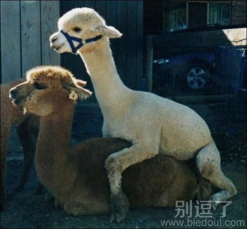 爱爱神兽，这个没节操啊