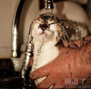 猫猫洗澡,好乖啊! 猫猫洗澡,好乖啊!