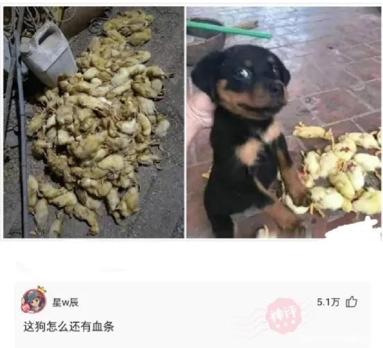 看似可进可退,实际上你输得一塌糊涂啊 看似可进可退,实际上你输得一塌糊涂啊