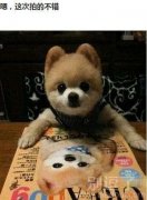 在画上的小狗狗。。