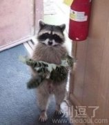 抱着小猫咪的动物。。