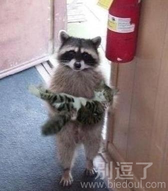 抱着小猫咪的动物。。