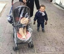 真是活的不如狗呀
