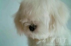 一只雪白的小猫。