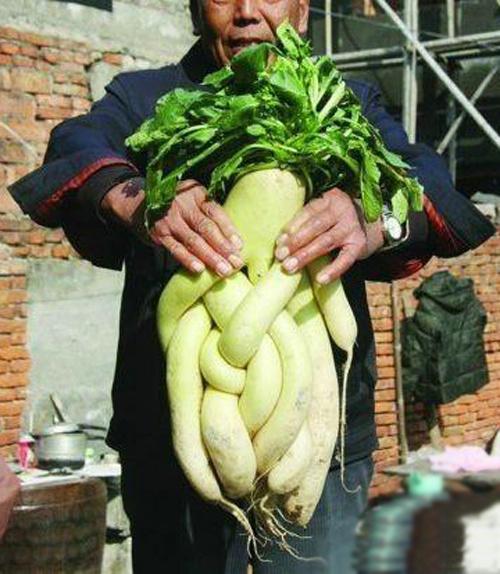 史上最纠结的萝卜,看的我头疼 史上最纠结的萝卜,看的我头疼