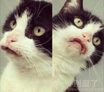 喵星人，让你偷吃