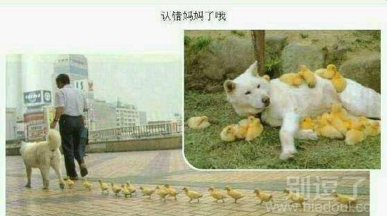 孩子，你认错麻麻了！
