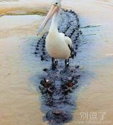 鳄鱼坐骑，你值得拥有
