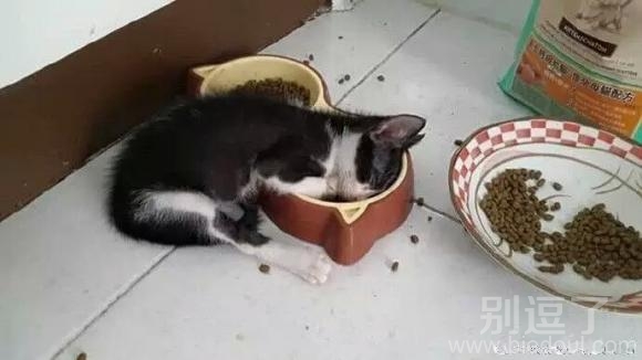 朕每天都用尽力气吃饭饭呢