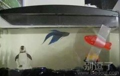 给她配了一个玩伴 给她配了一个玩伴