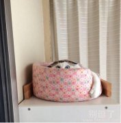 谁都发现不了本喵 谁都发现不了本喵