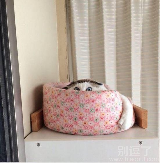 谁都发现不了本喵